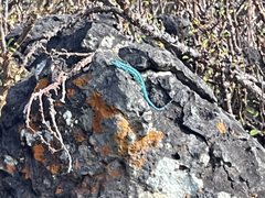 Urosaurus clarionensis