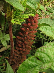 Gunnera pilosa