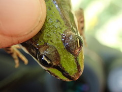Pelophylax ridibundus