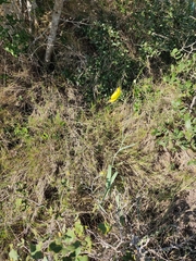 Ranunculus gramineus