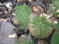 Eriospermum paradoxum