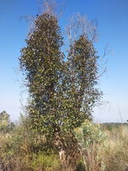 Alnus jorullensis