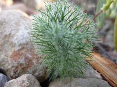 Eriospermum paradoxum