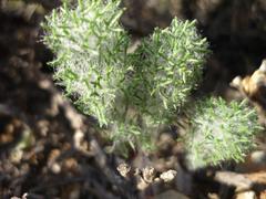 Eriospermum paradoxum