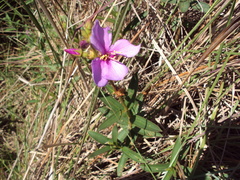 Chaetogastra gracilis