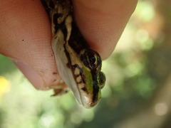 Pelophylax ridibundus