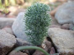 Eriospermum paradoxum