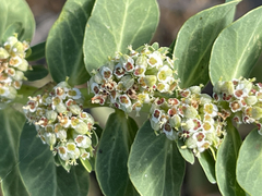 Euphorbia anthonyi