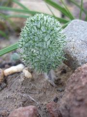 Eriospermum paradoxum