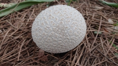 Lycoperdon