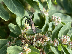 Euphorbia anthonyi