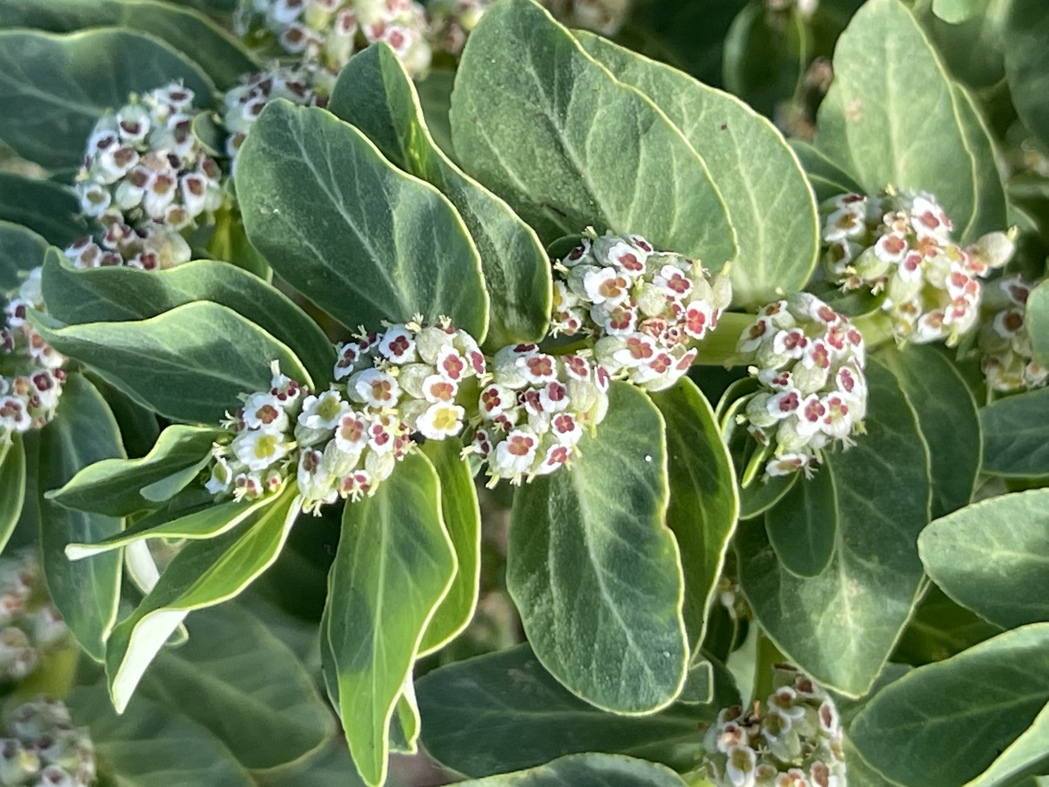 Euphorbia anthonyi
