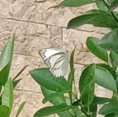 Appias libythea