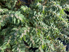 Euphorbia anthonyi