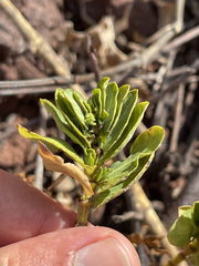 Euphorbia anthonyi