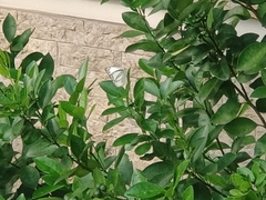 Appias libythea