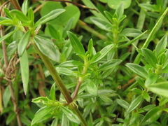 Galianthe bogotensis