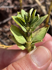 Euphorbia anthonyi