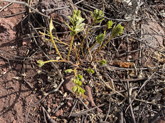 Euphorbia anthonyi