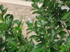 Appias libythea
