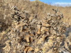 Brickellia peninsularis