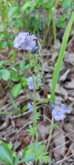 Phacelia maculata