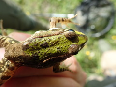Pelophylax ridibundus