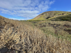 Brickellia peninsularis