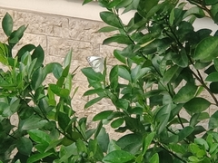 Appias libythea