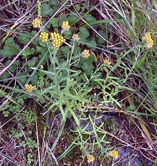 Pseudognaphalium hypoleucum