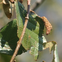 Alnus jorullensis