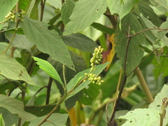 Varronia cylindrostachya