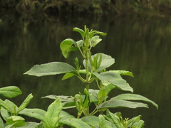 Ageratina tinifolia