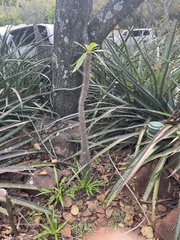 Pachypodium