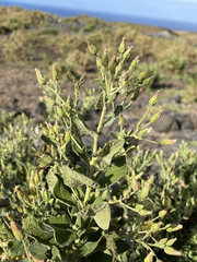 Brickellia peninsularis