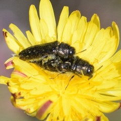 Acmaeodera retifera