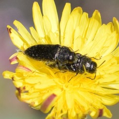 Acmaeodera retifera