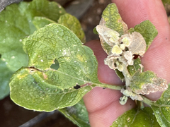 Brickellia peninsularis