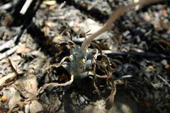 Tylecodon ventricosus