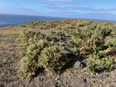 Brickellia peninsularis