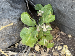 Brickellia peninsularis