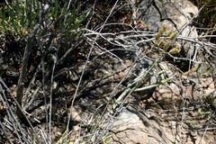 Tylecodon ventricosus