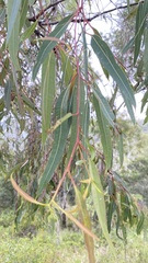 Corymbia clarksoniana