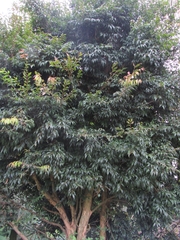 Plinia cauliflora