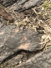 Tetranychus cinnabarinus