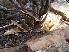 Gasteria disticha disticha