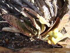 Gasteria disticha disticha