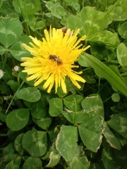 Taraxacum officinale