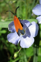 Neoalbertia constans