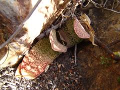 Gasteria disticha disticha